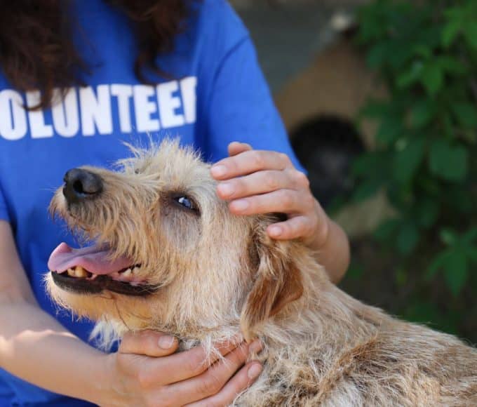 Volunteering at an animal shelter